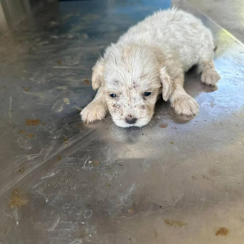 A baby small-sized female Chihuahua dog named Strawberry for adoption in Bastrop, TX