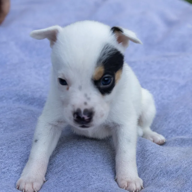 A baby medium-sized male White / Cream Jack Russell Terrier dog named Jasper for adoption in Wilmington, IL