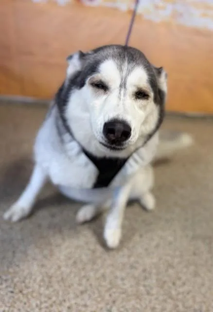 An adult medium-sized female Siberian Husky dog named Maya for adoption in Miami, FL