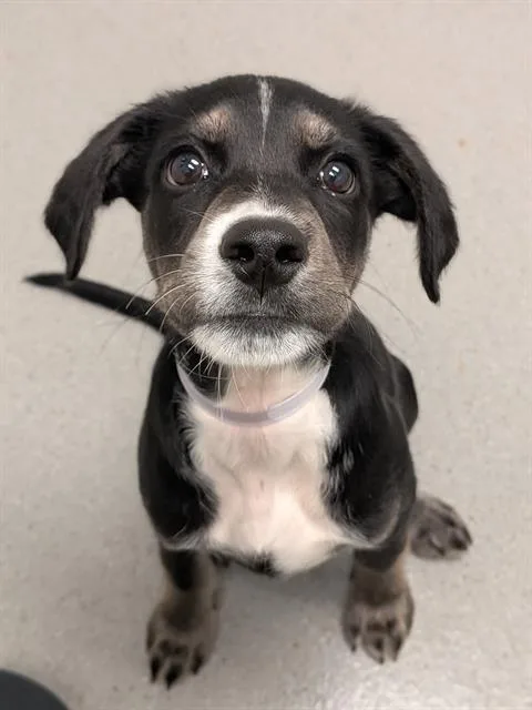 A baby small-sized male Black and Tan Coonhound dog named Dil Pickles for adoption in San Francisco, CA