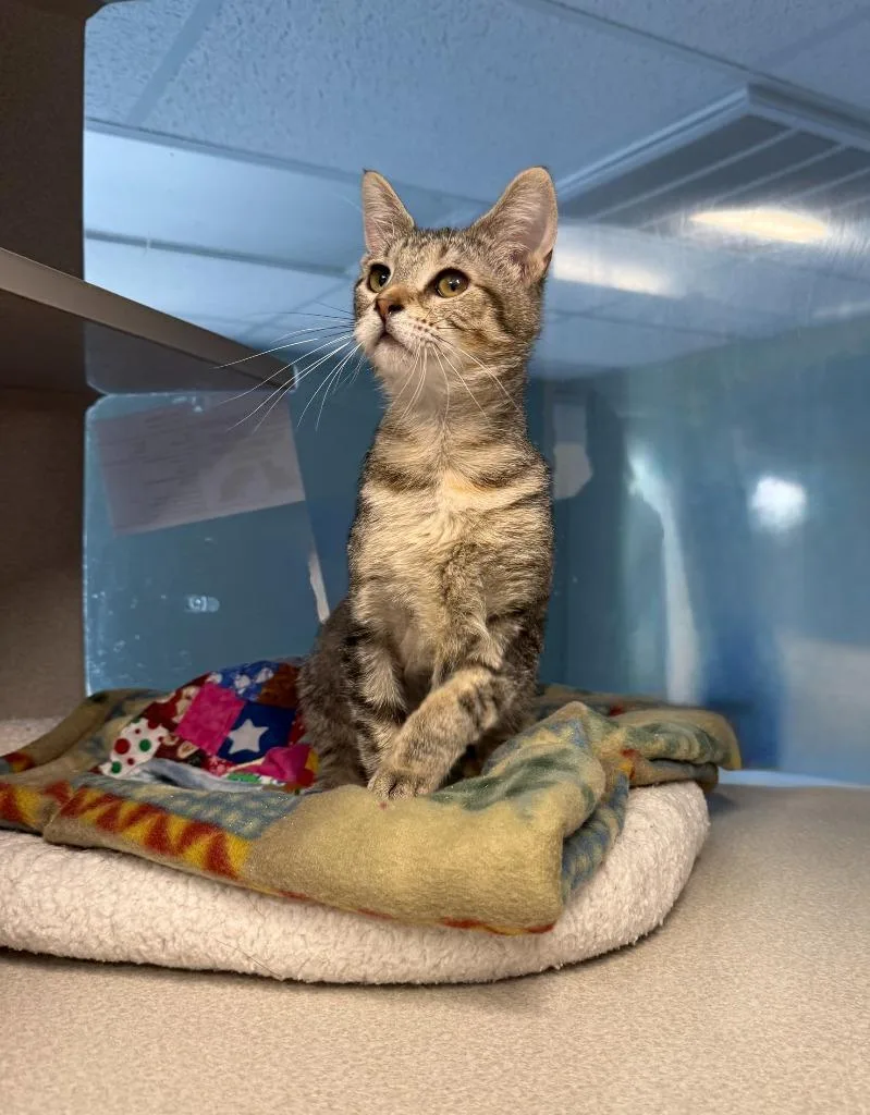 A young small-sized female Domestic Short Hair cat named June for adoption in Viroqua, WI