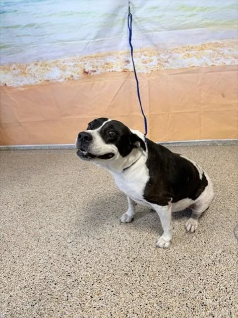 A senior large-sized female Terrier dog named Gilda for adoption in Miami, FL