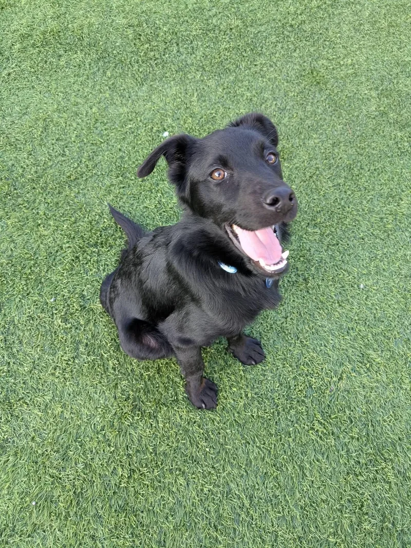 A baby medium-sized male Black Labrador Retriever dog named Fletcher for adoption in Cedar Rapids, IA