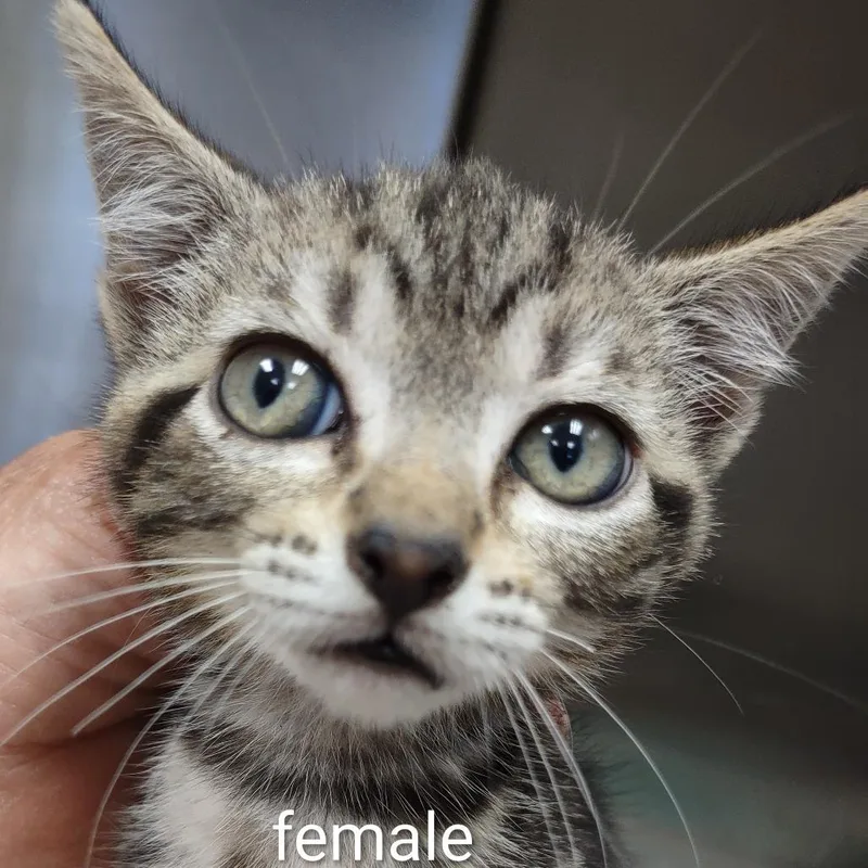 A baby small-sized female Brown / Chocolate Domestic Short Hair cat named Missy for adoption in Upland, CA