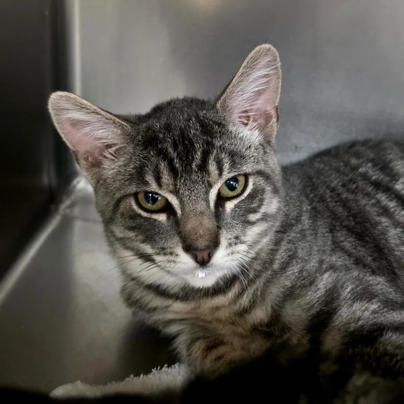 A baby small-sized male Gray / Blue / Silver Domestic Short Hair cat named Mason for adoption in Santa Barbara, CA