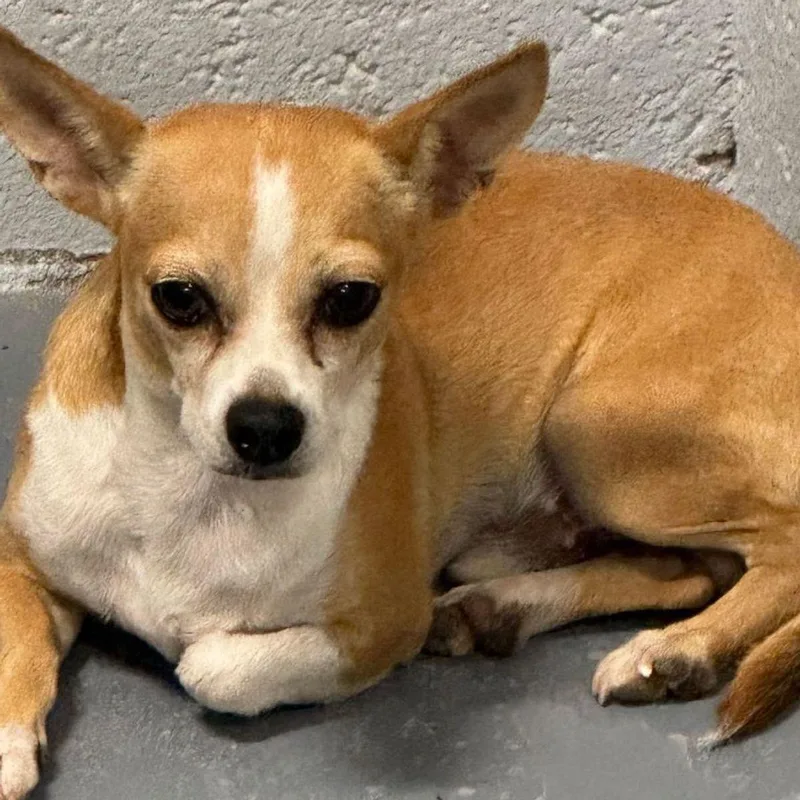 An adult small-sized male Yellow / Tan / Blond / Fawn Chihuahua dog named Moe for adoption in Kingman, AZ