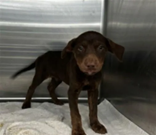 A baby medium-sized female Labrador Retriever dog named Elliot for adoption in Baldwin Park, CA