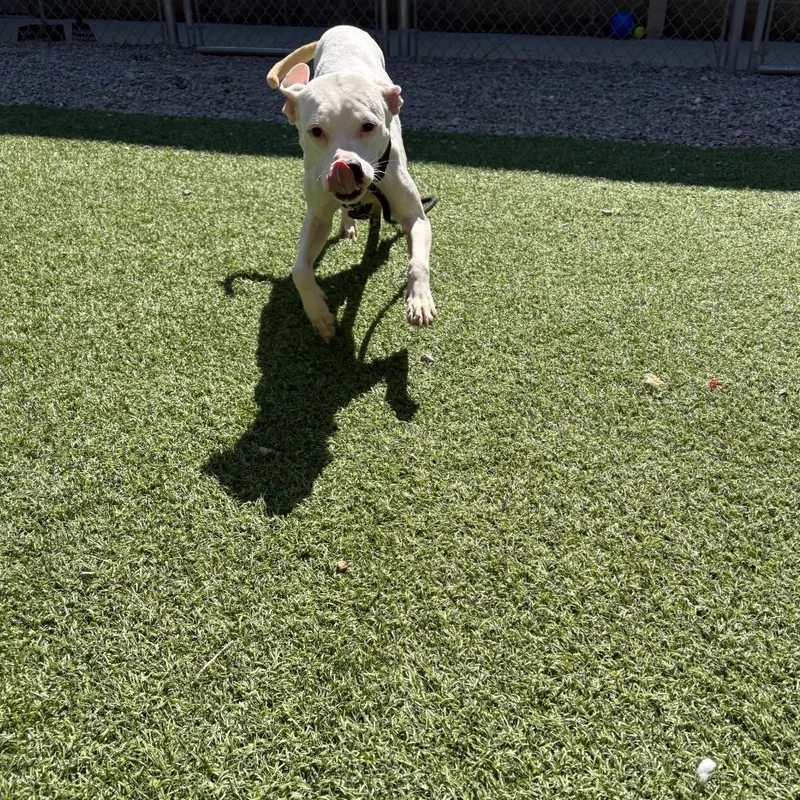 An adult medium-sized female White / Cream Mixed Breed dog named Alba for adoption in Batavia, OH