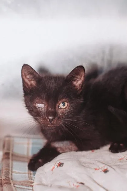 A young small-sized female Domestic Short Hair cat named A Princess for adoption in North Charleston, SC