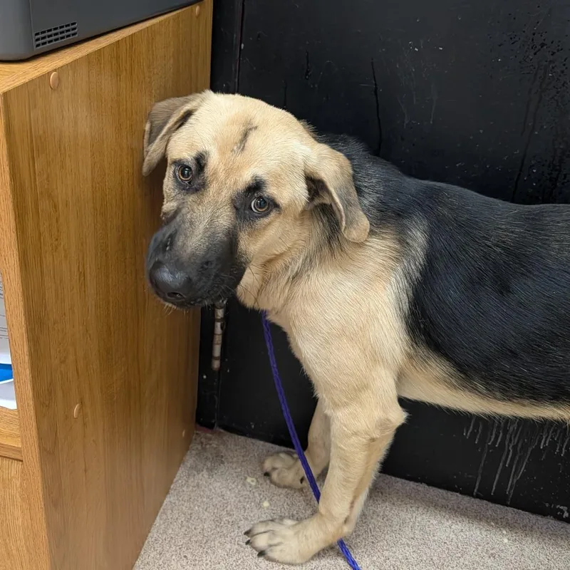 An adult medium-sized male Black German Shepherd Dog dog named Elwood for adoption in Ardmore, OK