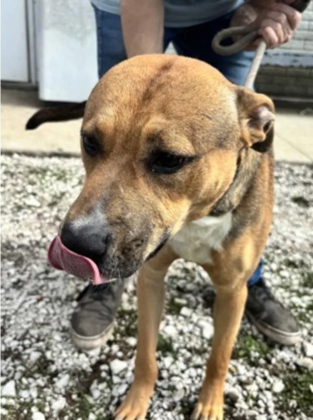 An adult medium-sized male Brown / Chocolate Mixed Breed dog named Scooby for adoption in Terre Haute, IN