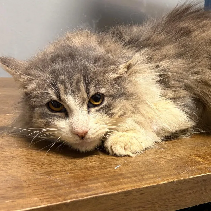 A young medium-sized male Gray / Blue / Silver Domestic Long Hair cat named Sheeba for adoption in Webster, TX