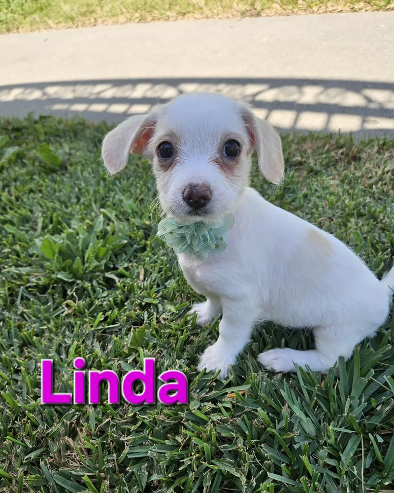 Linda thumbnail 3