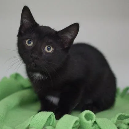 A young medium-sized female Domestic Short Hair cat named Mocha for adoption in Verona, WI