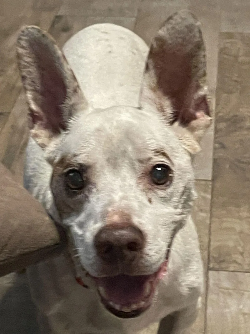 Little Man thumbnail 2