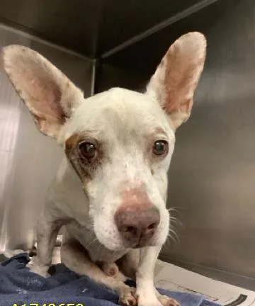 Little Man thumbnail 3