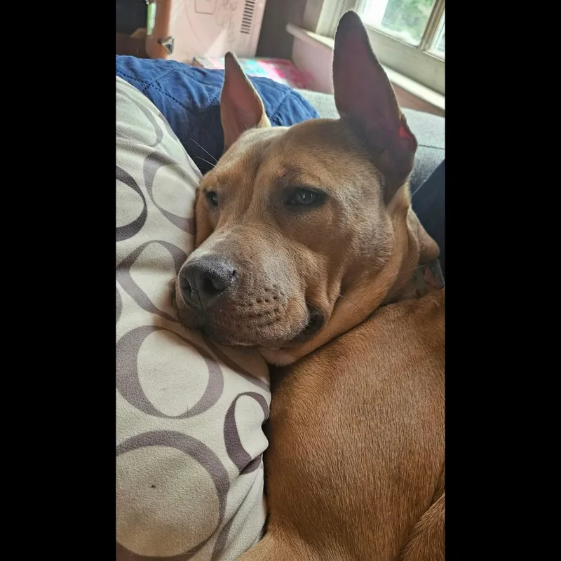 Miss Amelia