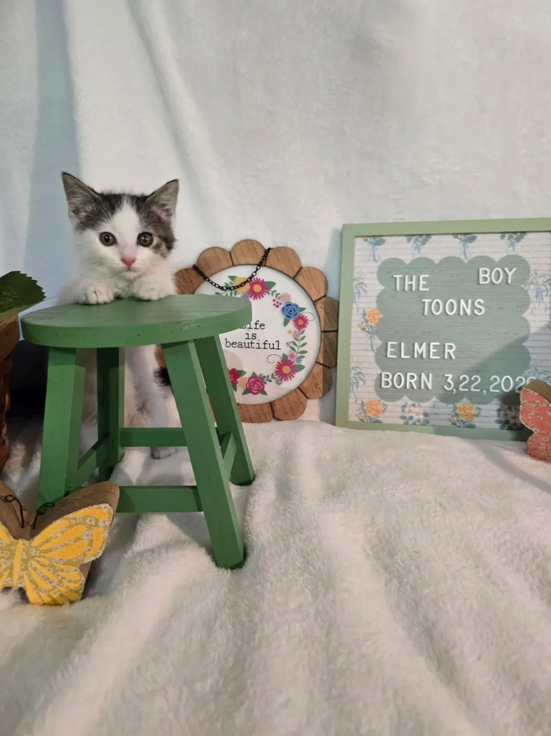 Elmer