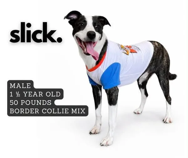 A young medium-sized male Mixed Breed dog named Slick for adoption in Ashland, KY