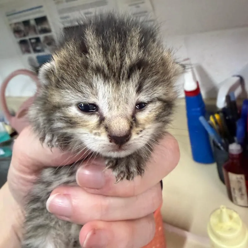 A baby small-sized female Black Domestic Short Hair cat named Sapphire for adoption in Ardmore, OK