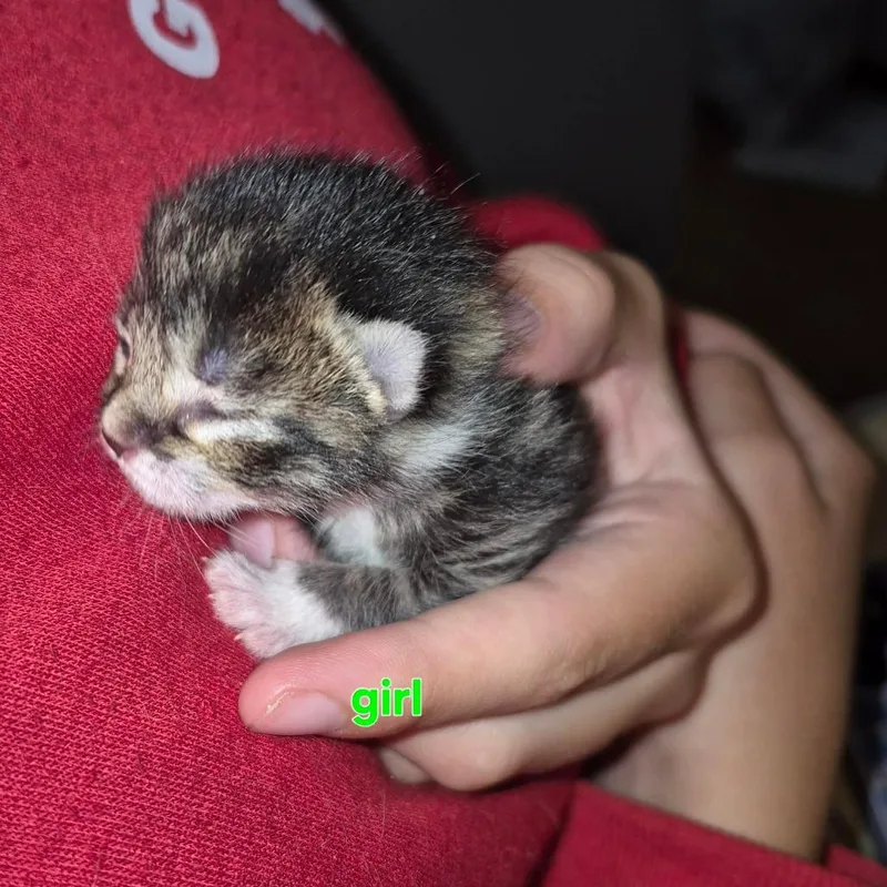 A baby small-sized female Brown / Chocolate Domestic Short Hair cat named Meredith for adoption in DeKalb, IL