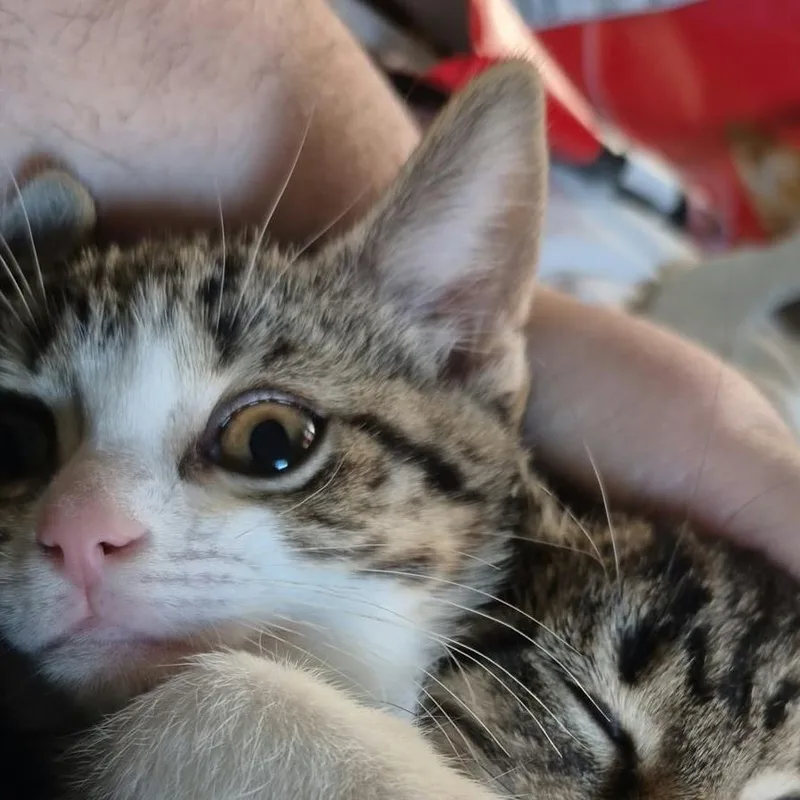 Meredith thumbnail 2