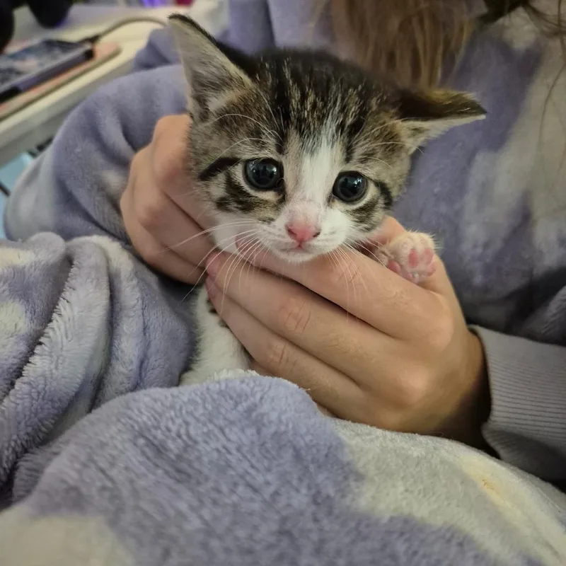 Meredith thumbnail 3