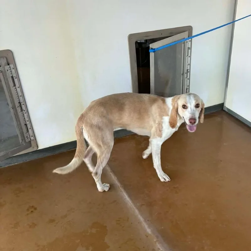 Lemondrop thumbnail 2