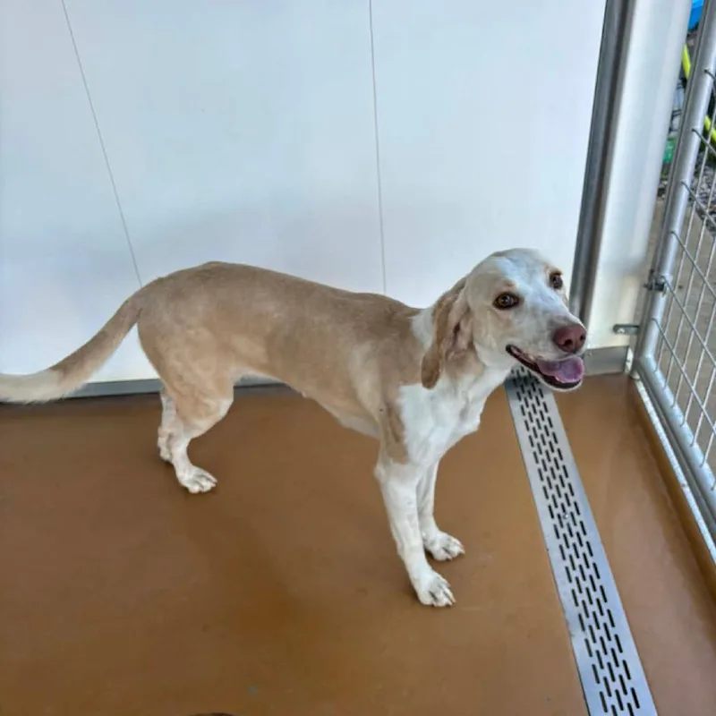 Lemondrop thumbnail 3