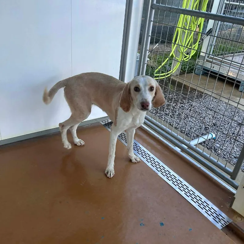 Lemondrop thumbnail 4