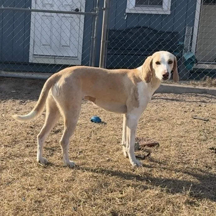 Lemondrop thumbnail 5