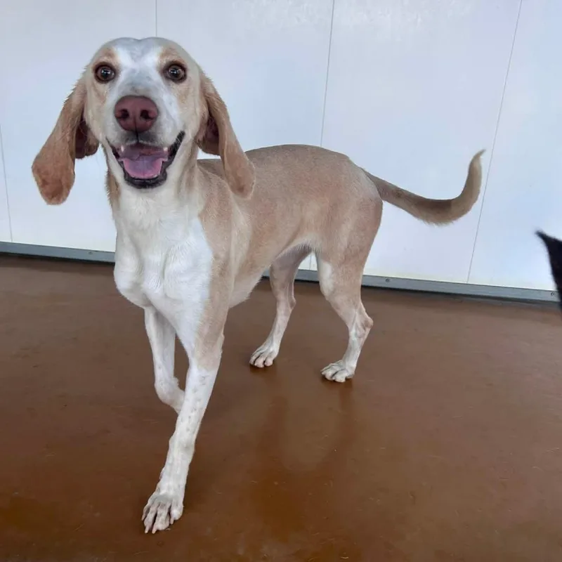 Lemondrop thumbnail 6