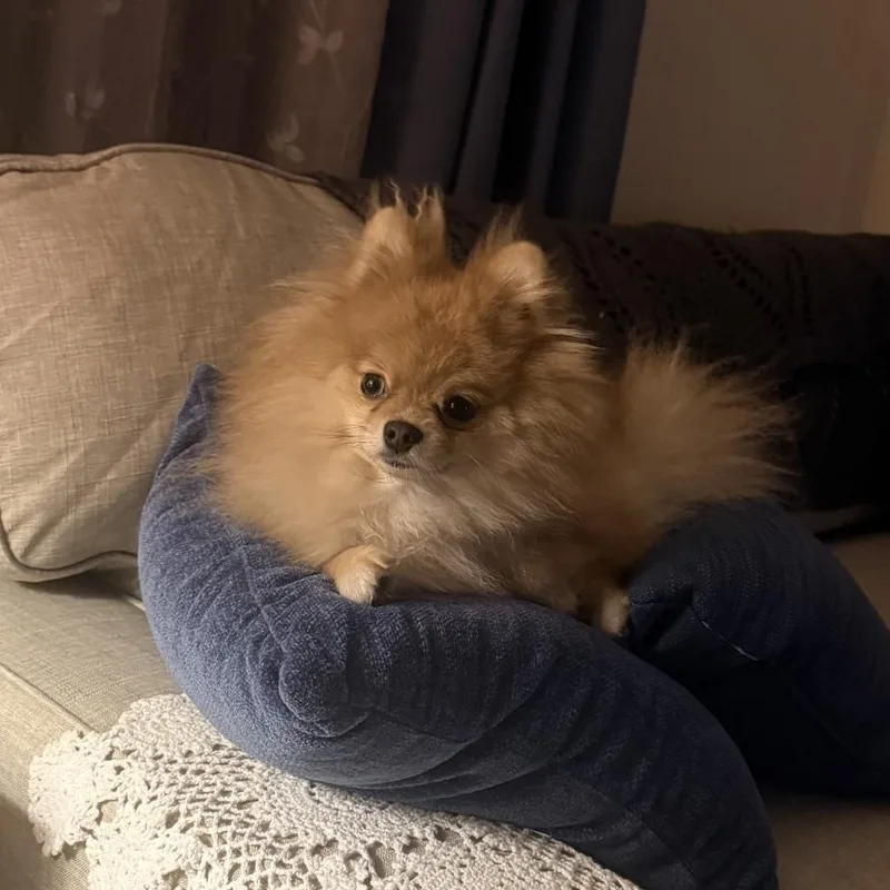 A young small-sized female Merle (Red) Pomeranian dog named Queenie for adoption in Key Largo, FL