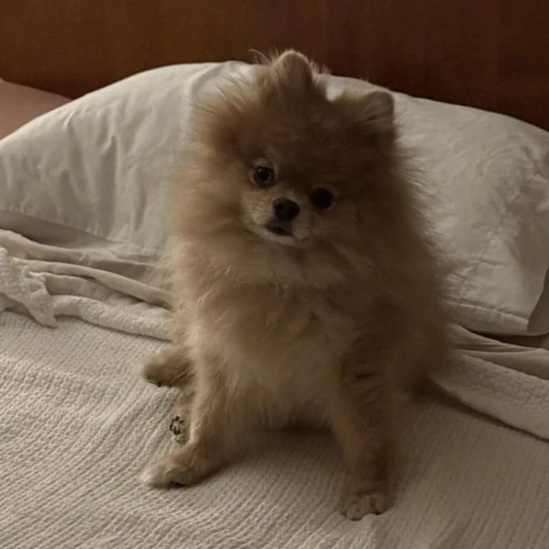 Queenie thumbnail 3