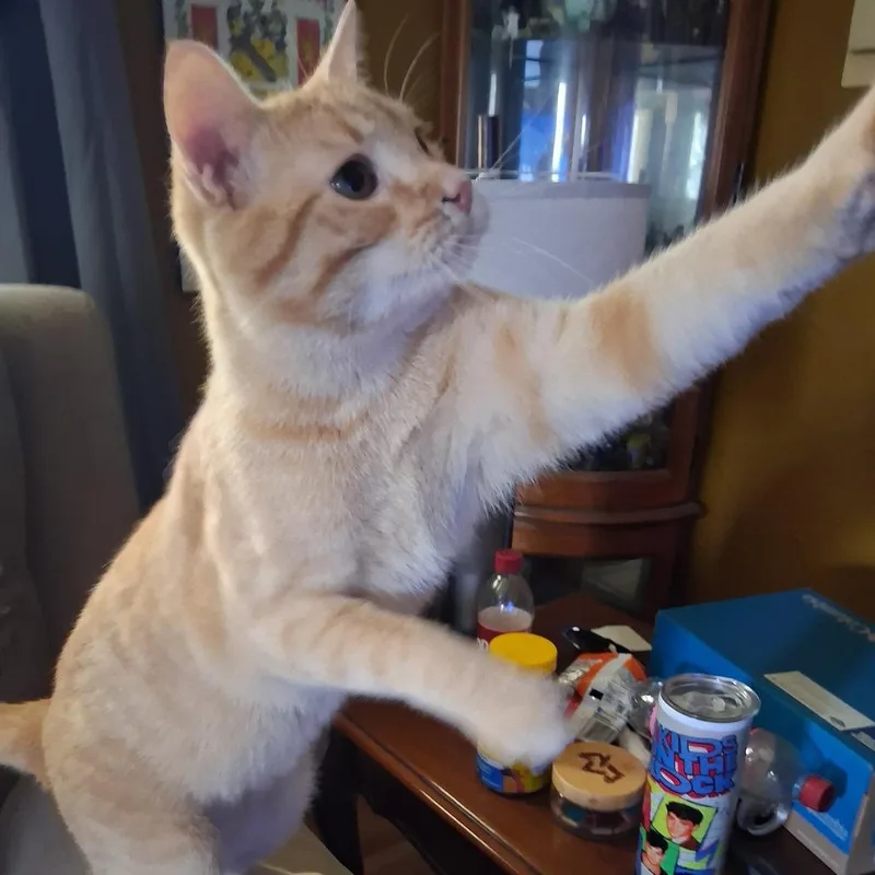 An adult medium-sized male Orange / Red Domestic Short Hair cat named Kaiju C for adoption in Princeton, MN