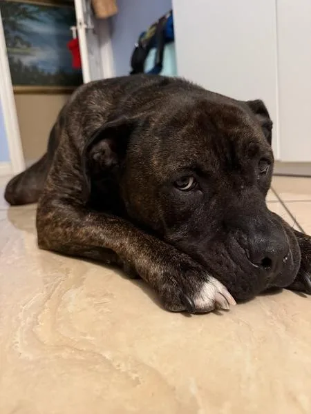 A senior large-sized male American Staffordshire Terrier dog named Barbecue for adoption in Oceanside, CA