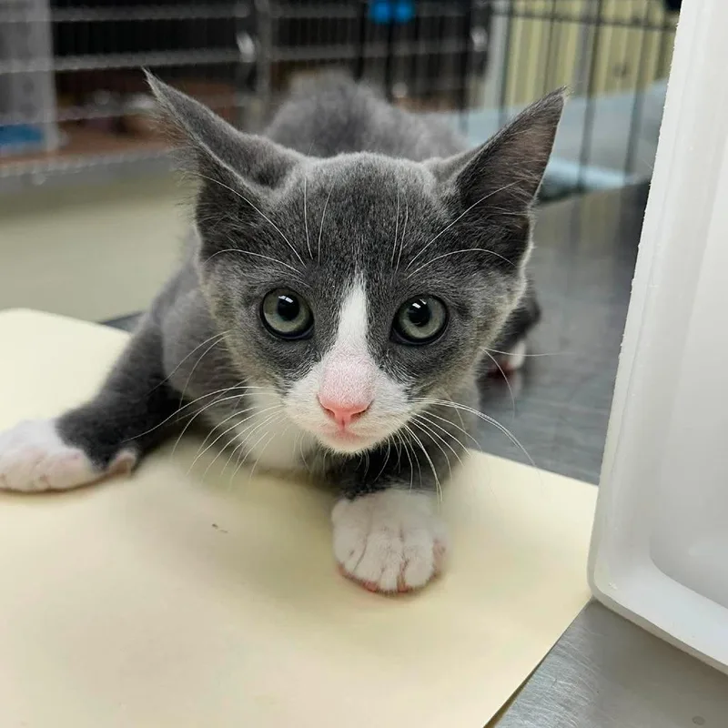 A baby small-sized female Gray / Blue / Silver Domestic Short Hair cat named Socks for adoption in Bastrop, TX