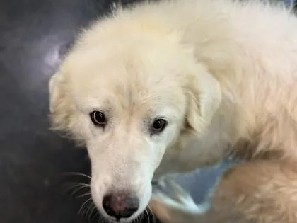 An adult large-sized female Mixed Breed dog named Lenora for adoption in Memphis, TN