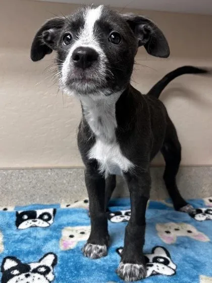A young medium-sized male Mixed Breed dog named Bruce for adoption in Phoenix, AZ