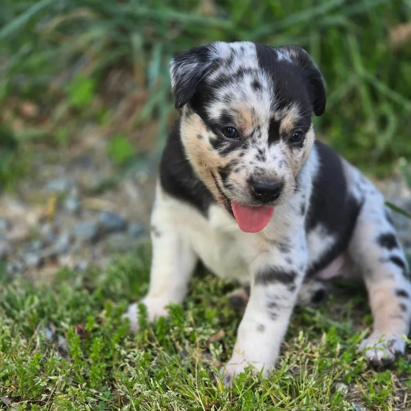 A baby medium-sized female Mixed Breed dog named Prevena for adoption in Alexandria, VA