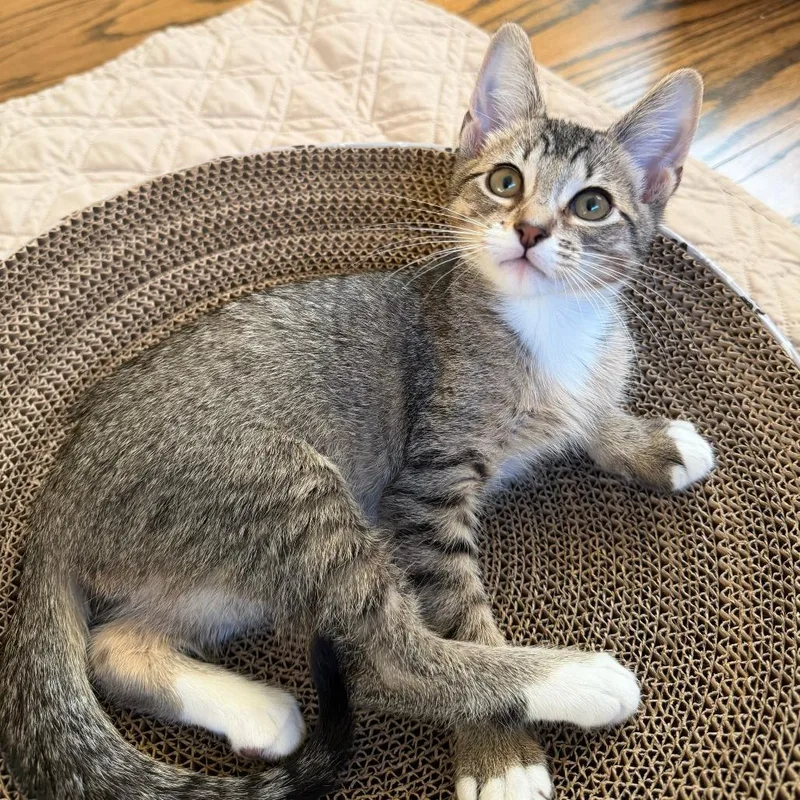 A baby small-sized male Brown / Chocolate Domestic Short Hair cat named Estaban for adoption in Houston, TX
