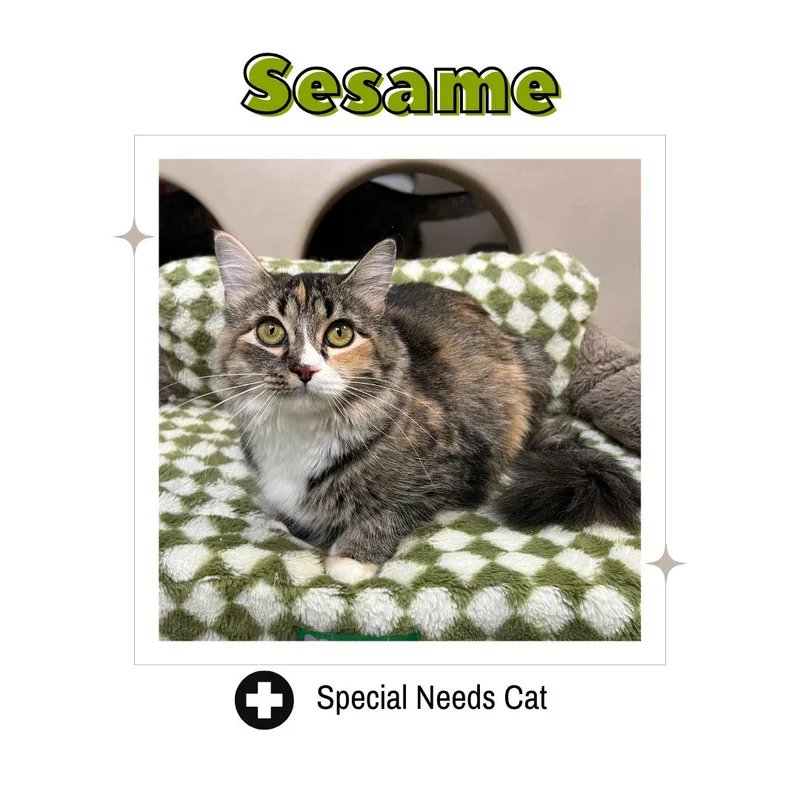 Sesame