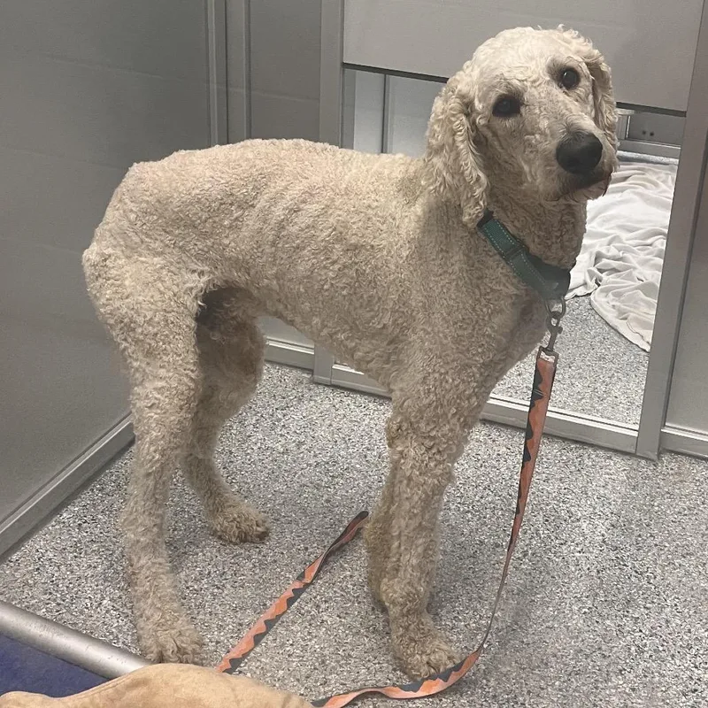 An adult large-sized male White / Cream Mixed Breed dog named Angus for adoption in Mentor, OH