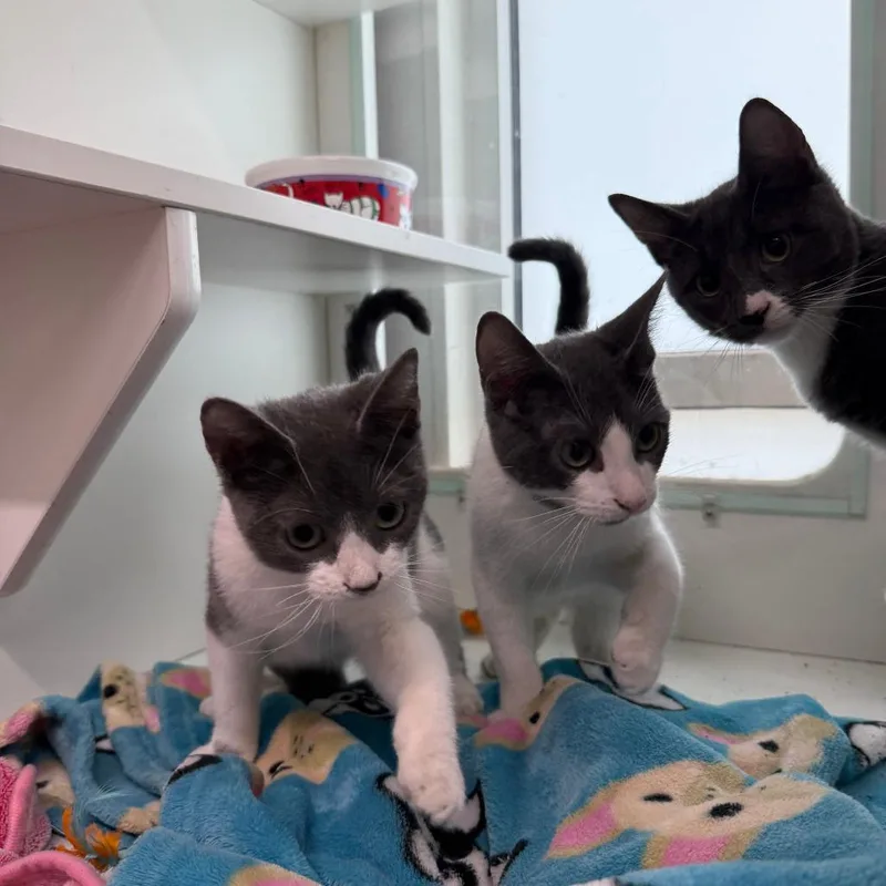 A baby small-sized female Gray / Blue / Silver Domestic Short Hair cat named Dream for adoption in Branford, CT