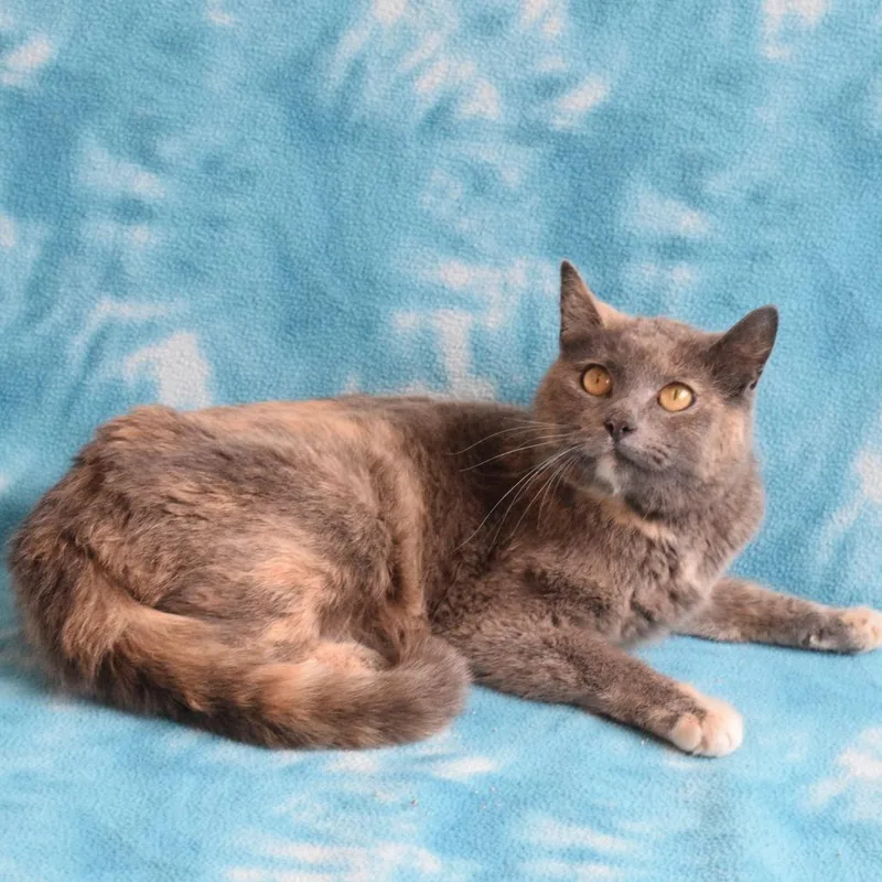 A young medium-sized female Tortoiseshell Domestic Short Hair cat named Napa for adoption in Eureka, CA