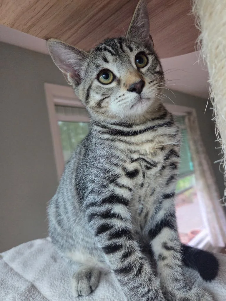Tom