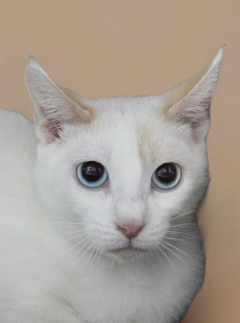 A young medium-sized female Domestic Short Hair cat named Sylvia for adoption in Pasadena, CA