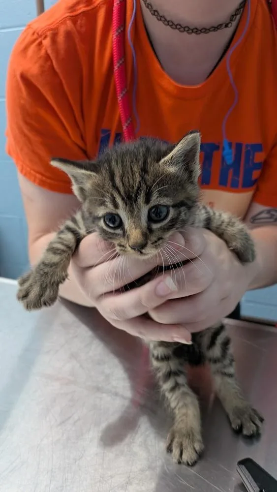 A baby small-sized female Tabby (Brown / Chocolate) Domestic Short Hair cat named Herens for adoption in Evansville, IN