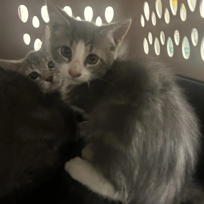 A baby small-sized female Gray / Blue / Silver Domestic Short Hair cat named Vixen for adoption in Philadelphia, PA
