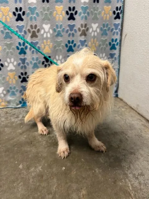 An adult small-sized male Poodle dog named Casper for adoption in Rosenberg, TX